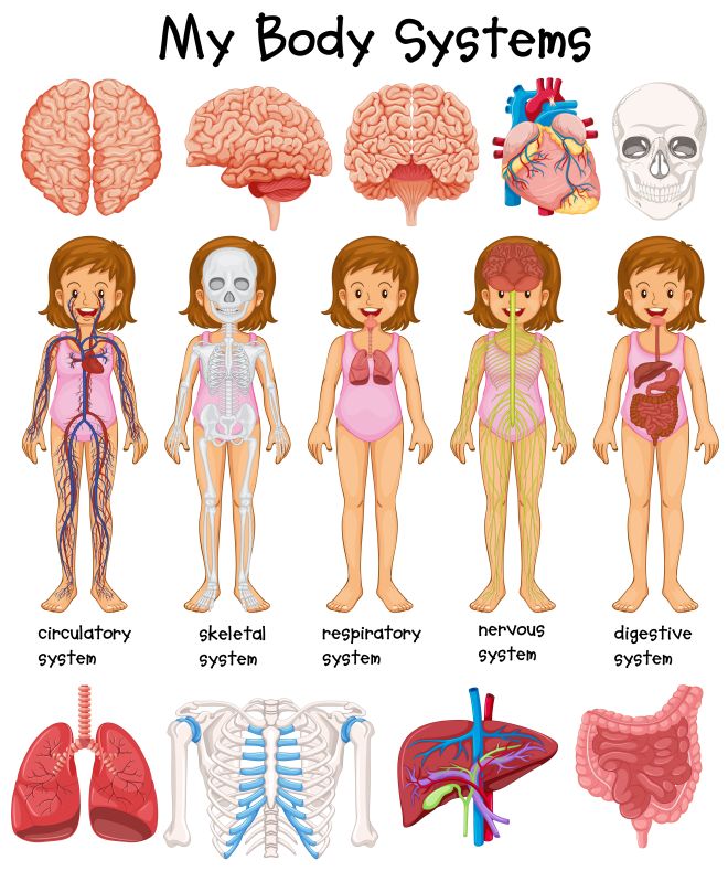 Human body systems diagram